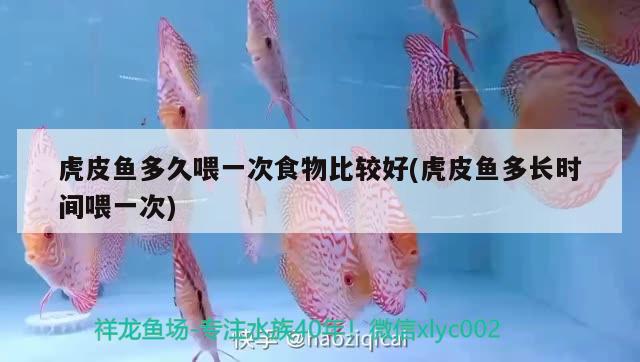 虎皮魚多久喂一次食物比較好(虎皮魚多長時(shí)間喂一次) 觀賞魚