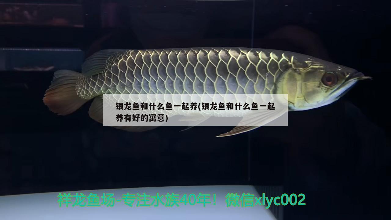 銀龍魚和什么魚一起養(yǎng)(銀龍魚和什么魚一起養(yǎng)有好的寓意)