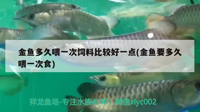 金魚(yú)多久喂一次飼料比較好一點(diǎn)(金魚(yú)要多久喂一次食) 觀賞魚(yú)