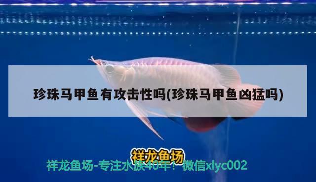 珍珠馬甲魚有攻擊性嗎(珍珠馬甲魚兇猛嗎) 觀賞魚