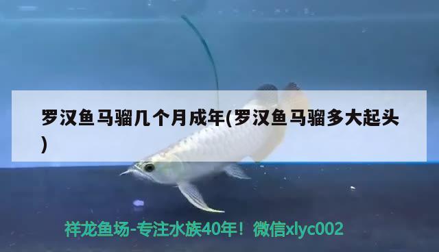 羅漢魚馬騮幾個月成年(羅漢魚馬騮多大起頭) 羅漢魚