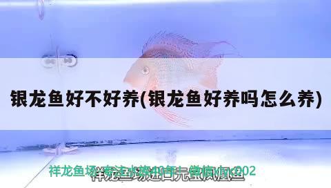 銀龍魚好不好養(yǎng)(銀龍魚好養(yǎng)嗎怎么養(yǎng))