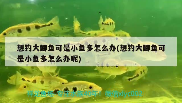 想釣大鯽魚可是小魚多怎么辦(想釣大鯽魚可是小魚多怎么辦呢)