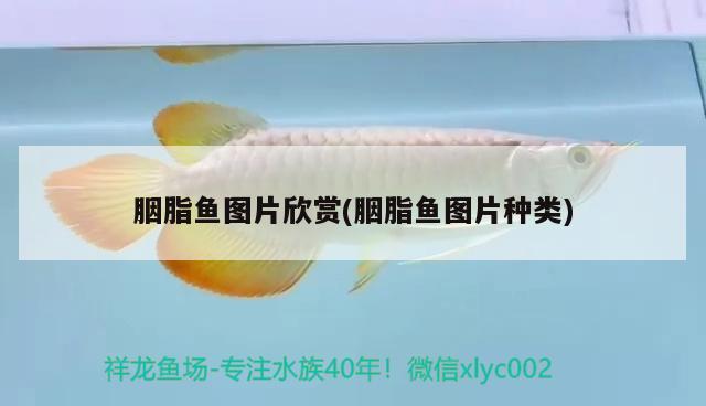 胭脂魚圖片欣賞(胭脂魚圖片種類) 觀賞魚