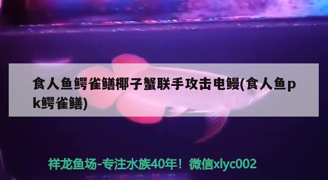 食人魚鱷雀鱔椰子蟹聯手攻擊電鰻(食人魚pk鱷雀鱔)