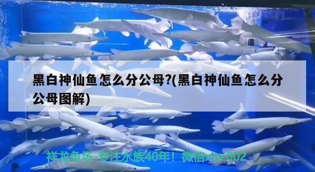 黑白神仙魚怎么分公母?(黑白神仙魚怎么分公母圖解)