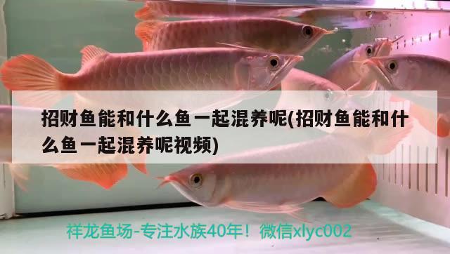 招財魚能和什么魚一起混養(yǎng)呢(招財魚能和什么魚一起混養(yǎng)呢視頻) 觀賞魚