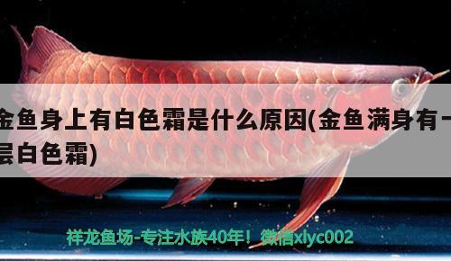 金魚身上有白色霜是什么原因(金魚滿身有一層白色霜)