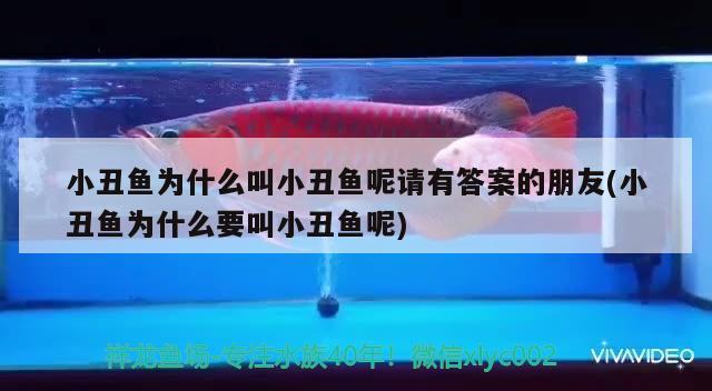 小丑魚為什么叫小丑魚呢請有答案的朋友(小丑魚為什么要叫小丑魚呢)