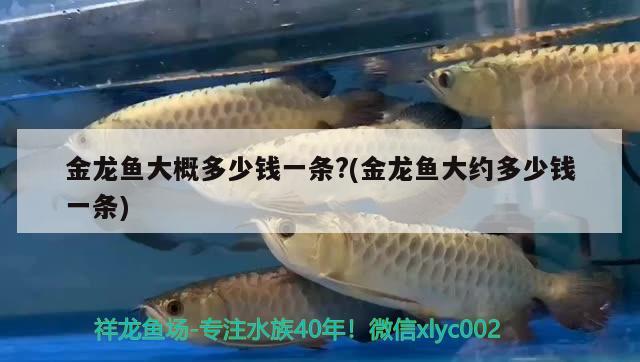 金龍魚大概多少錢一條?(金龍魚大約多少錢一條)