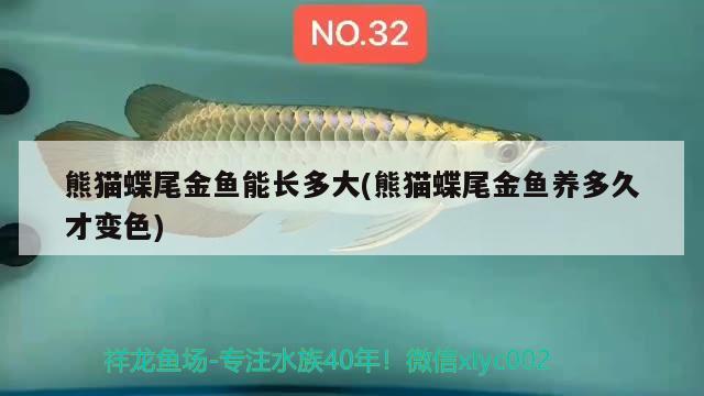 熊貓蝶尾金魚能長多大(熊貓蝶尾金魚養(yǎng)多久才變色)