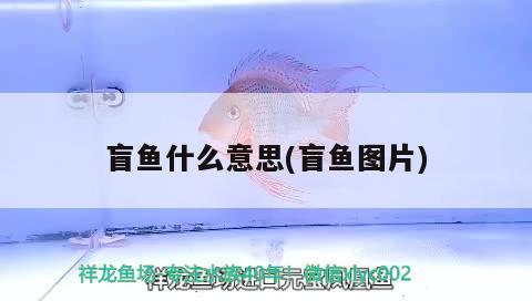 盲魚什么意思(盲魚圖片)