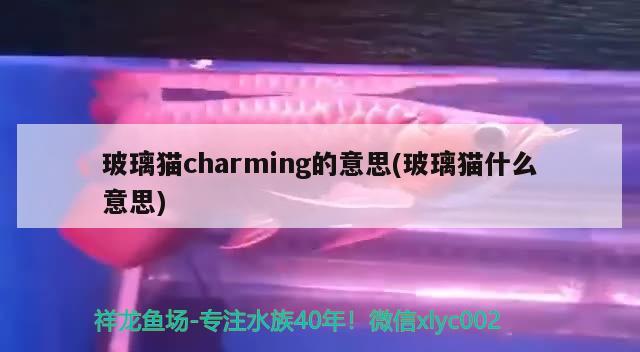 玻璃貓charming的意思(玻璃貓什么意思) 觀賞魚