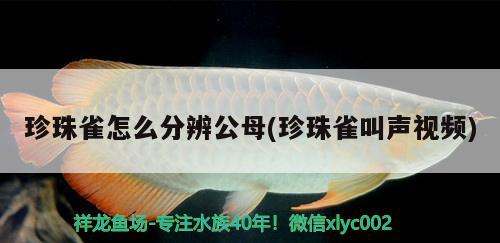 珍珠雀怎么分辨公母(珍珠雀叫聲視頻) 觀賞魚(yú)