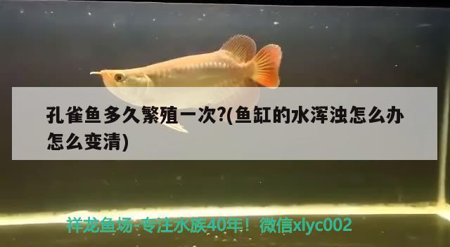 孔雀魚(yú)多久繁殖一次?(魚(yú)缸的水渾濁怎么辦怎么變清) 觀賞魚(yú)