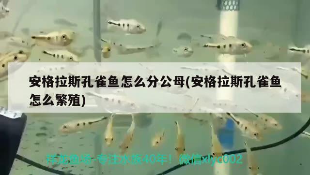 安格拉斯孔雀魚怎么分公母(安格拉斯孔雀魚怎么繁殖) 觀賞魚