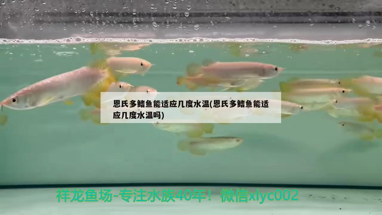 恩氏多鰭魚(yú)能適應(yīng)幾度水溫(恩氏多鰭魚(yú)能適應(yīng)幾度水溫嗎)