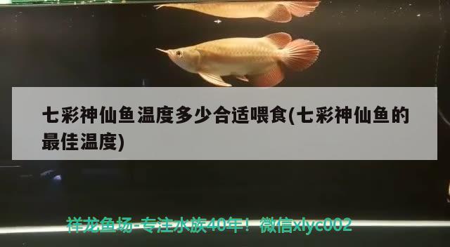 七彩神仙魚溫度多少合適喂食(七彩神仙魚的最佳溫度)