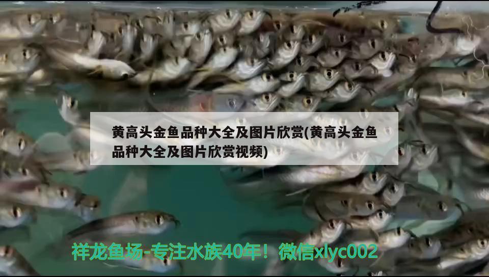 黃高頭金魚品種大全及圖片欣賞(黃高頭金魚品種大全及圖片欣賞視頻) 觀賞魚