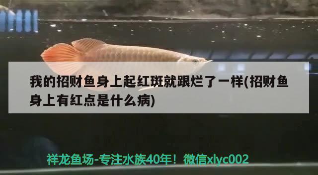 我的招財魚身上起紅斑就跟爛了一樣(招財魚身上有紅點是什么病)