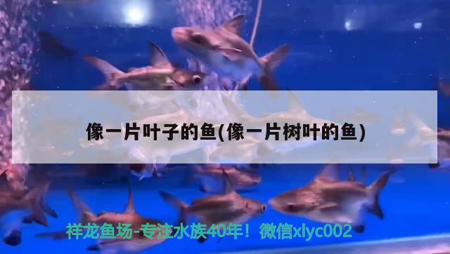 像一片葉子的魚(像一片樹葉的魚)