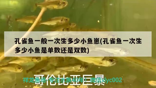 孔雀魚一般一次生多少小魚崽(孔雀魚一次生多少小魚是單數(shù)還是雙數(shù)) 觀賞魚