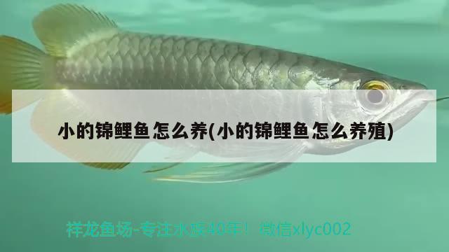 小的錦鯉魚怎么養(yǎng)(小的錦鯉魚怎么養(yǎng)殖)