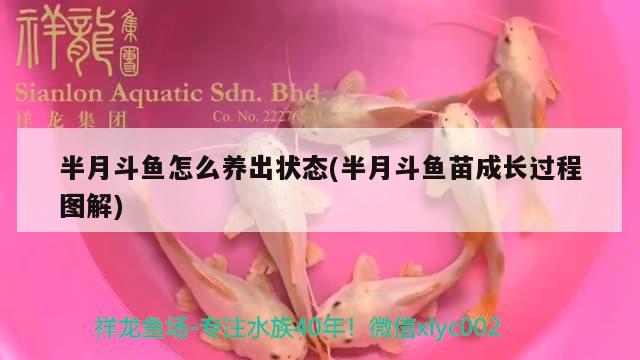 半月斗魚怎么養(yǎng)出狀態(tài)(半月斗魚苗成長(zhǎng)過程圖解)