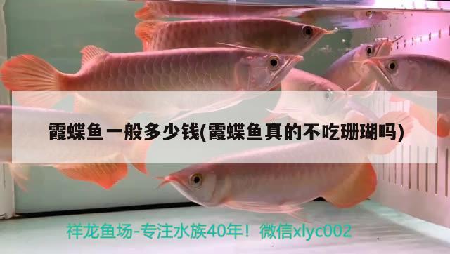 霞蝶魚一般多少錢(霞蝶魚真的不吃珊瑚嗎) 觀賞魚