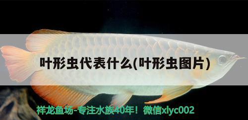 葉形蟲代表什么(葉形蟲圖片) 觀賞魚