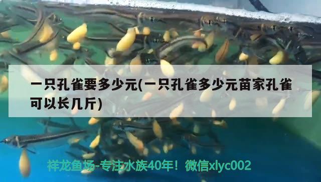 一只孔雀要多少元(一只孔雀多少元苗家孔雀可以長幾斤) 觀賞魚