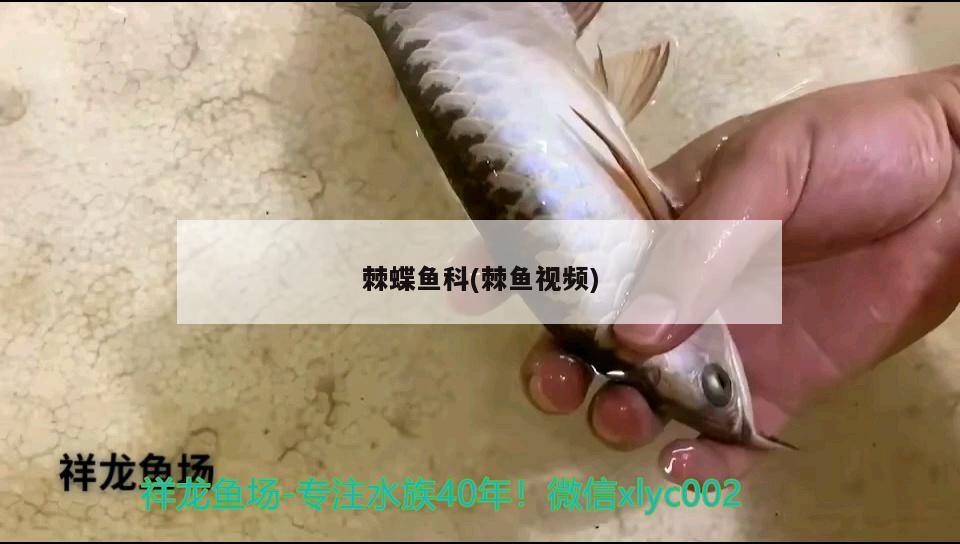 棘蝶魚科(棘魚視頻) 觀賞魚