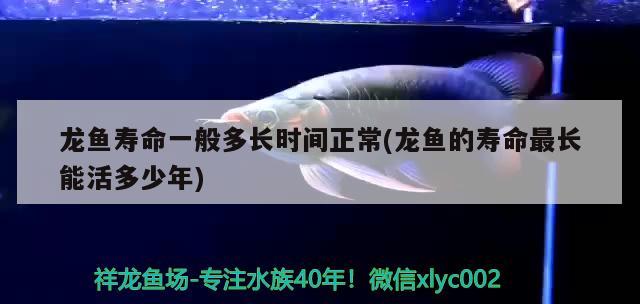 龍魚壽命一般多長時(shí)間正常(龍魚的壽命最長能活多少年)