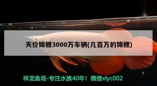 天價錦鯉3000萬車輛(幾百萬的錦鯉) 觀賞魚