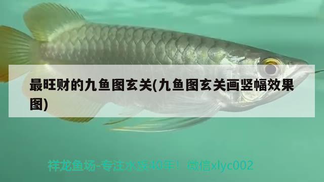 最旺財(cái)?shù)木鹏~圖玄關(guān)(九魚圖玄關(guān)畫豎幅效果圖) 觀賞魚