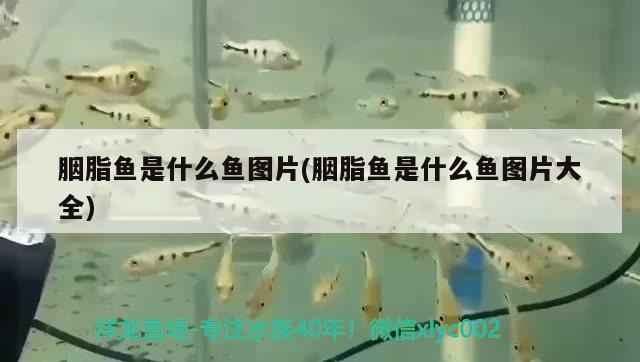 胭脂魚是什么魚圖片(胭脂魚是什么魚圖片大全)