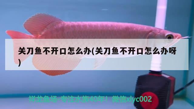 關(guān)刀魚不開口怎么辦(關(guān)刀魚不開口怎么辦呀)