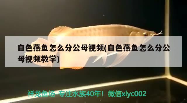 白色燕魚怎么分公母視頻(白色燕魚怎么分公母視頻教學(xué))