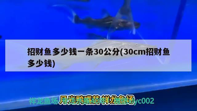 招財魚多少錢一條30公分(30cm招財魚多少錢)