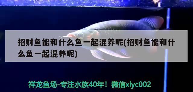 招財魚能和什么魚一起混養(yǎng)呢(招財魚能和什么魚一起混養(yǎng)呢)