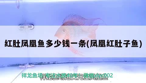 紅肚鳳凰魚(yú)多少錢(qián)一條(鳳凰紅肚子魚(yú)) 觀賞魚(yú)