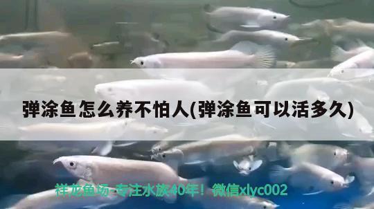 彈涂魚怎么養(yǎng)不怕人(彈涂魚可以活多久)