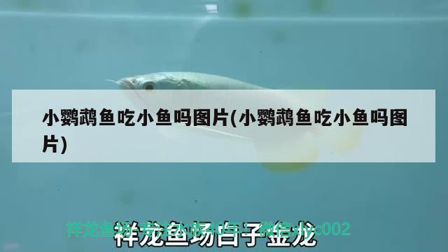 小鸚鵡魚(yú)吃小魚(yú)嗎圖片(小鸚鵡魚(yú)吃小魚(yú)嗎圖片)