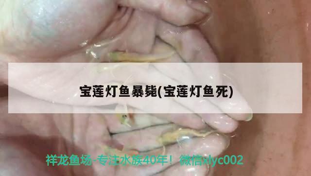 寶蓮燈魚暴斃(寶蓮燈魚死) 觀賞魚