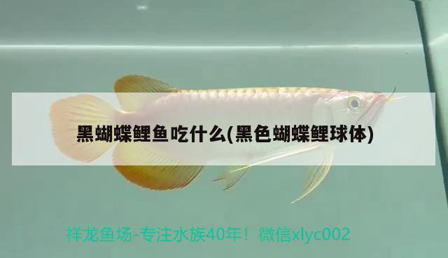 黑蝴蝶鯉魚(yú)吃什么(黑色蝴蝶鯉球體)