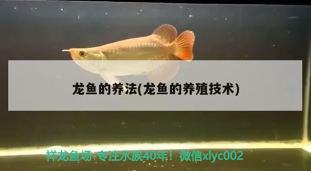 龍魚的養(yǎng)法(龍魚的養(yǎng)殖技術(shù))