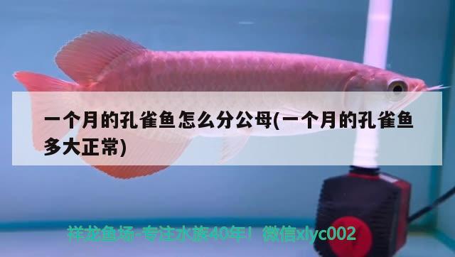 一個(gè)月的孔雀魚(yú)怎么分公母(一個(gè)月的孔雀魚(yú)多大正常)