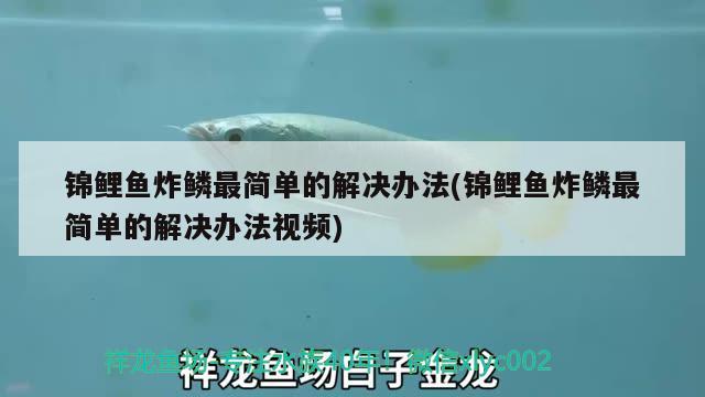 錦鯉魚炸鱗最簡單的解決辦法(錦鯉魚炸鱗最簡單的解決辦法視頻)