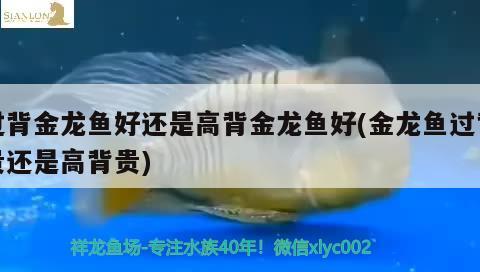 過背金龍魚好還是高背金龍魚好(金龍魚過背貴還是高背貴) 高背金龍魚