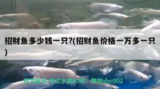 招財(cái)魚(yú)多少錢(qián)一只?(招財(cái)魚(yú)價(jià)格一萬(wàn)多一只) 觀賞魚(yú)